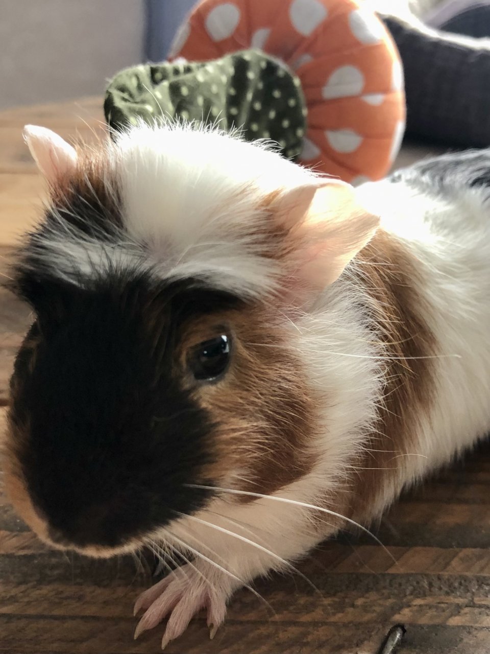 Noisette