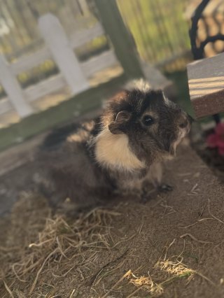Pralinette