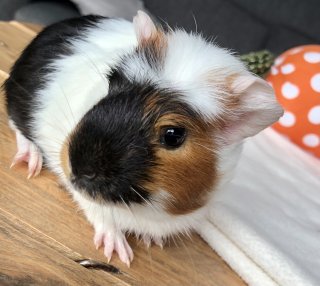Noisette